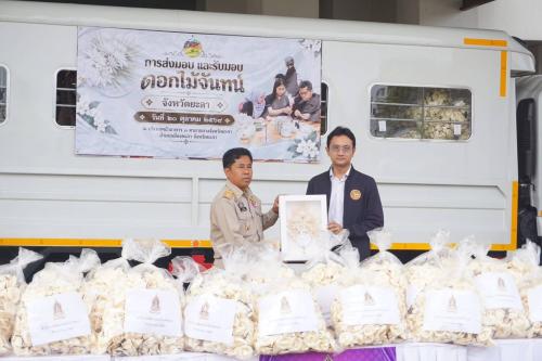 พช.บันนังสตา ร่วมส่งมอบดอกไม้จันทน์ “ดอกพิกุล” ดอกไม้ประจำจังหวัดยะลา และดอกไม้จันทน์ภาคประชาชน เพื่อร่วมแสดงความจงรักภักดีและน้อมสำนึกในพระมหากรุณาธิคุณ